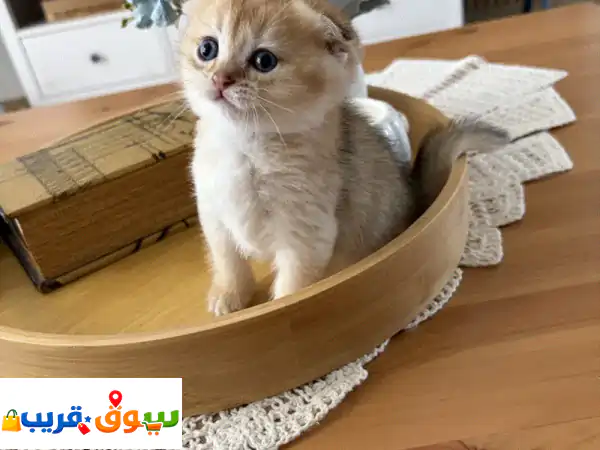 قطط سكوتش ستريت وفولد