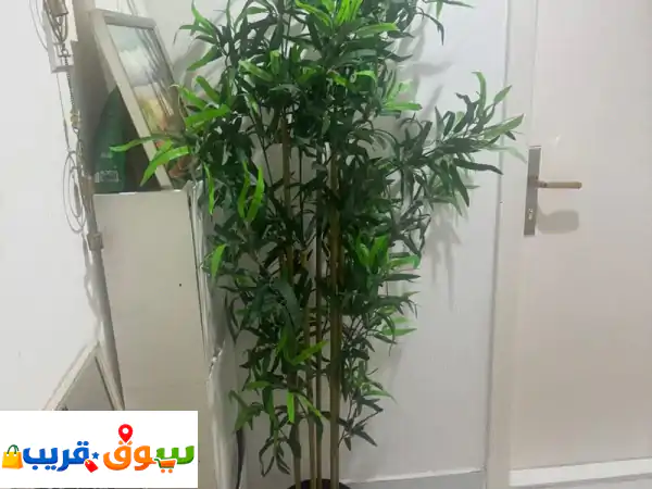 شجرة خيزران بلاستيك للزينه راقية جدا مطلوب 150 درهم