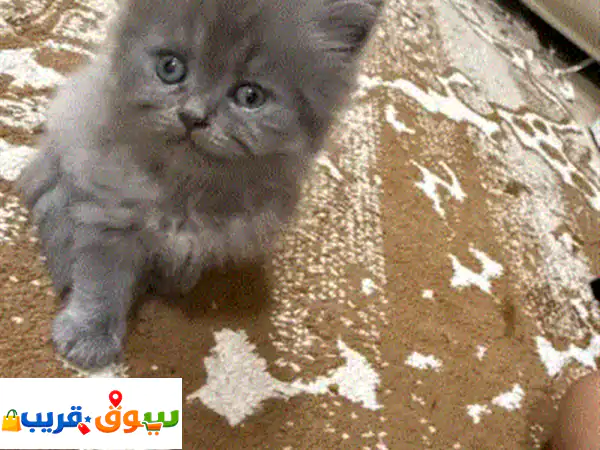 فرصة ذهبية: قطط بريتيش لونج هير للبيع في عجمان |...