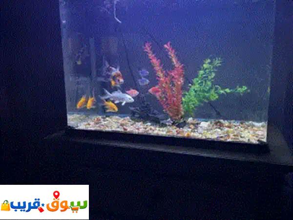 حوض أسماك بحالة جيدة، جاهز للاستخدام مباشرة،...