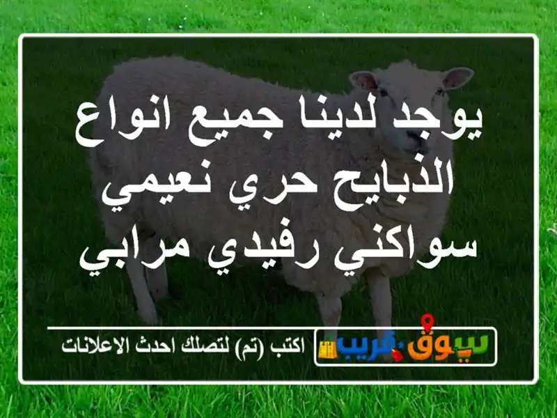 يوجد لدينا جميع انواع الذبايح حري نعيمي سواكني...