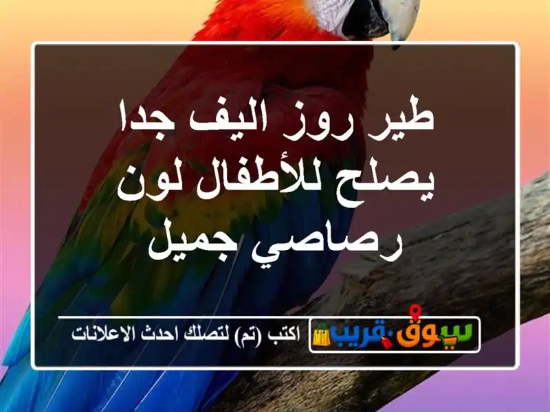 طير روز اليف جدا يصلح للأطفال لون رصاصي جميل