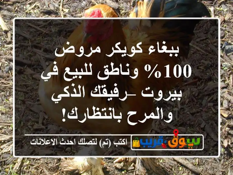 ببغاء كويكر مروض 100% وناطق للبيع في بيروت – رفيقك...