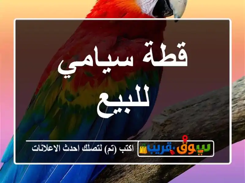 قطة سيامي للبيع