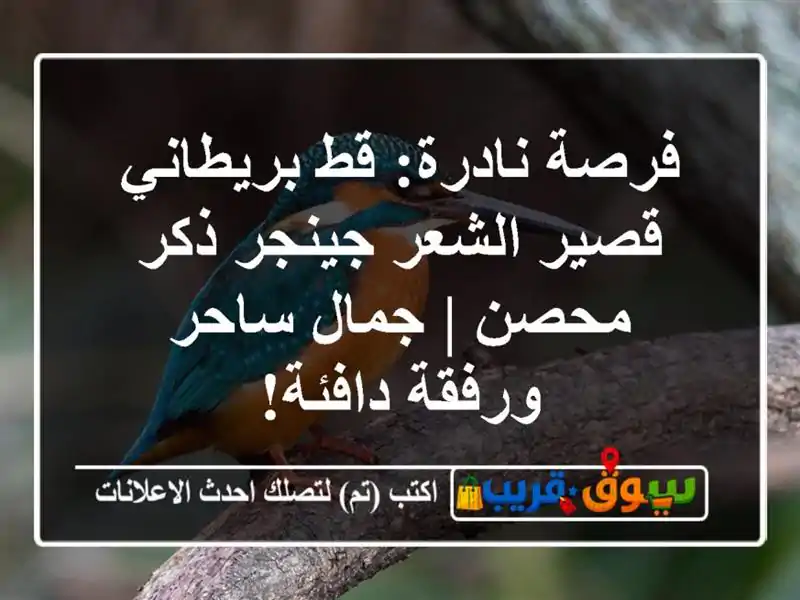فرصة نادرة: قط بريطاني قصير الشعر جينجر ذكر محصن |...