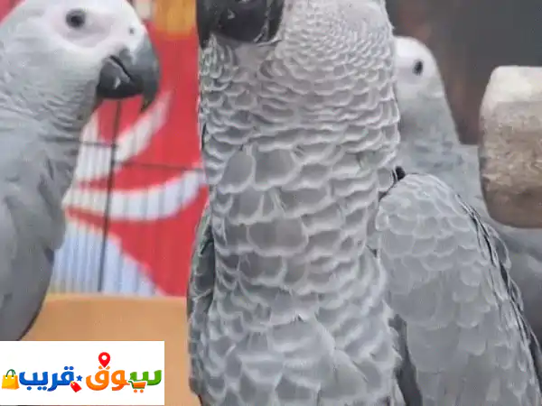 Good one, Parrot