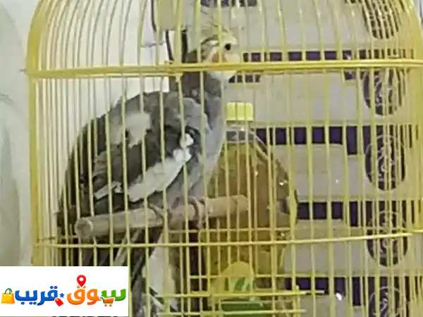 Cocktail birds pairs for sale in 25 bhd