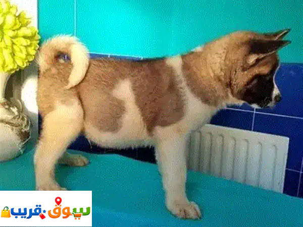 Golden Retrieveru002 Fu002 FWhatsapp Me +966(583921348)