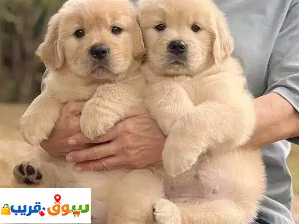 Golden Retrieveru002 Fu002 FWhatsapp Me +966(583921348)