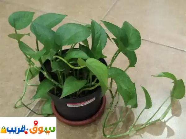 Money Plant For sell