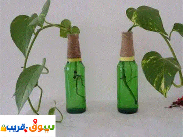 Money Plant For sell