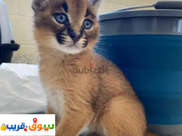 Caracal Catsu002 Fu002 FWhatsapp Me +966(588993320)