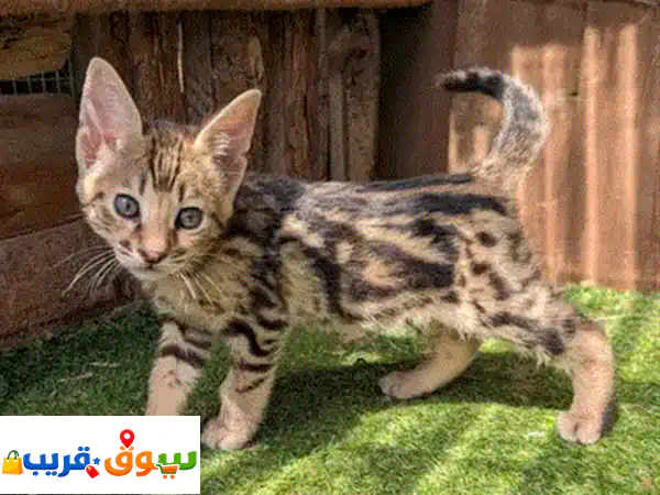 Caracal Catsu002 Fu002 FWhatsapp Me +966(588993320)
