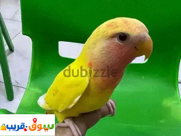 Cocktail birds pairs for sale in 25 bhd