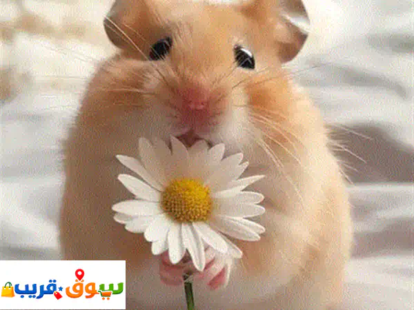 هامستر ابيض