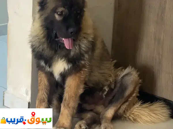 للبيع: جرو الراعي القوقازي الأصيل (ذكر 7 شهور) - حماية لا مثيل لها ورفيق العمر!