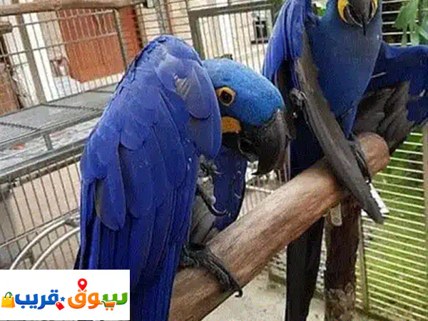 ببغاوات رمادية أفريقية صغار للبيع | ودودة، مطعمة ومدربة | واتساب +966588993320