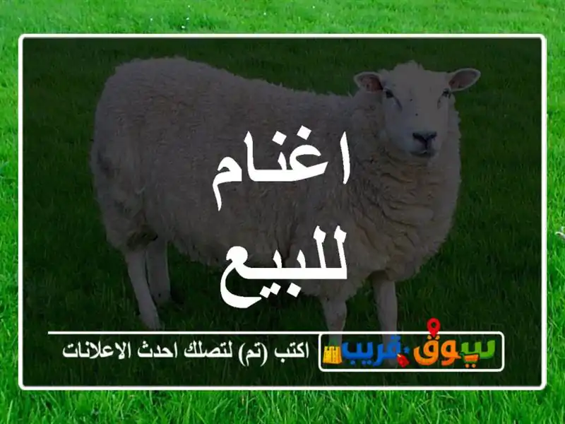اغنام للبيع