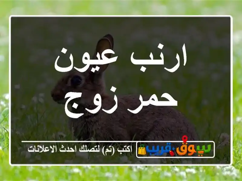 ارنب عيون حمر زوج