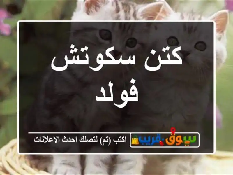 كتن سكوتش فولد