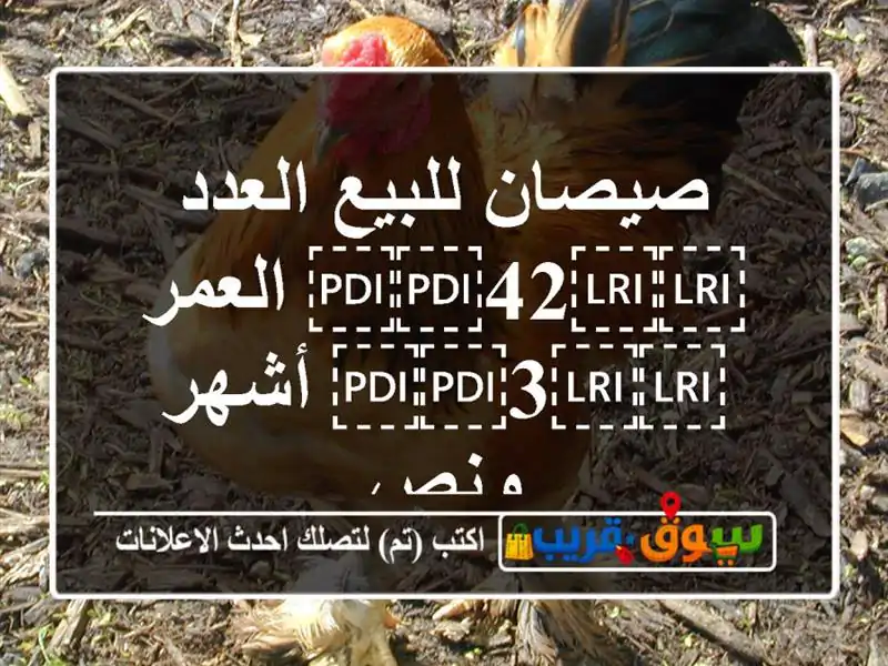صيصان للبيع العدد ⁦⁦42⁩⁩ العمر ⁦⁦3⁩⁩ أشهر ونص