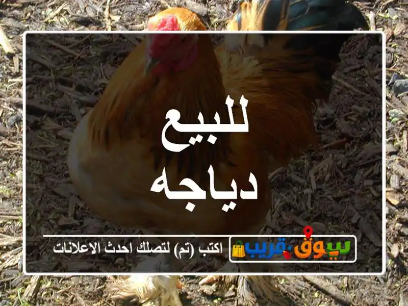 للبيع دياجه
