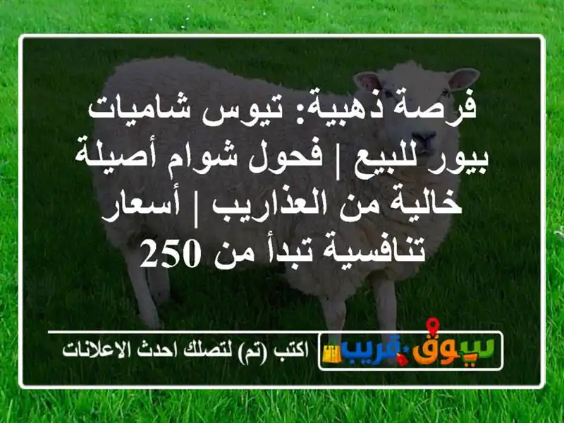 فرصة ذهبية: تيوس شاميات بيور للبيع | فحول شوام...