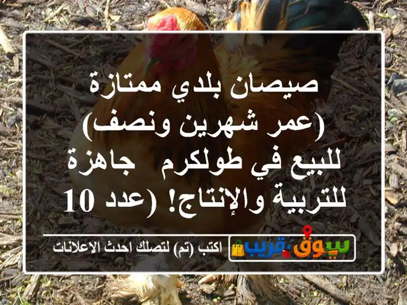 صيصان بلدي ممتازة (عمر شهرين ونصف) للبيع في طولكرم - جاهزة للتربية والإنتاج! (عدد 100-120)