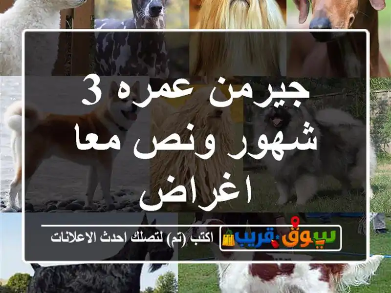 جيرمن عمره 3 شهور ونص معا اغراض