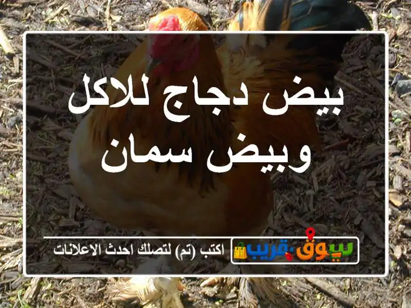 بيض دجاج للاكل وبيض سمان