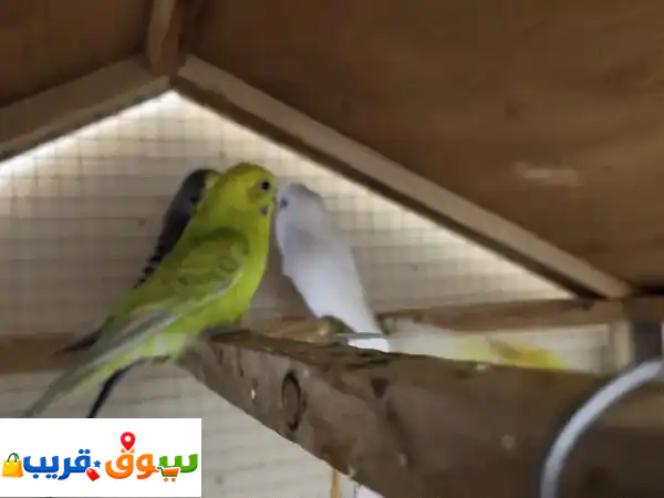 فرصة ذهبية: 5 عصافير بادجي رائعة للبيع - ألوان زاهية وصحة ممتازة!