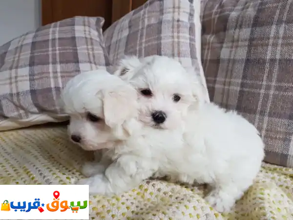 جراء المالطيز اللطيفة  تعرّفوا على هذه...