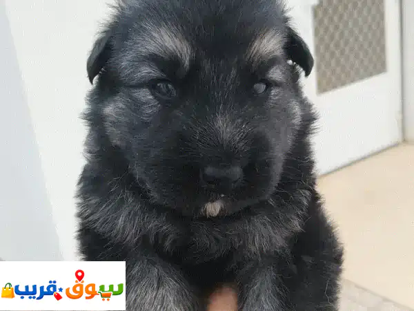 Adorable German Shepherd Puppy for Sale