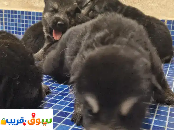 Adorable German Shepherd Puppy for Sale
