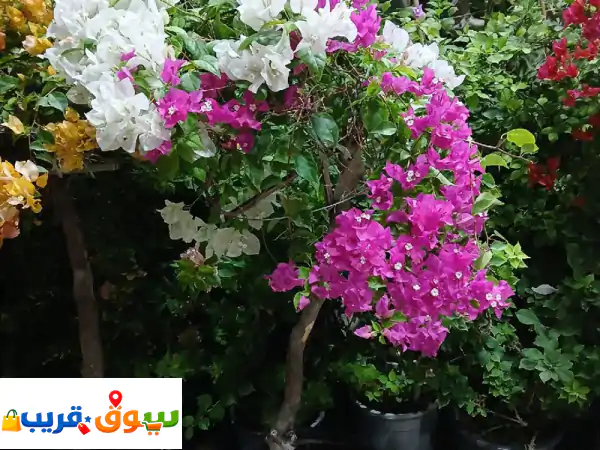 فن الابداع لتنسيق الحدائق والديكورات فني ومصمم...