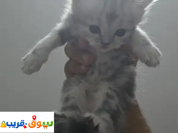 Persian cats