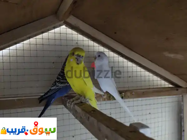 فرصة ذهبية: 5 عصافير بادجي رائعة للبيع - ألوان...