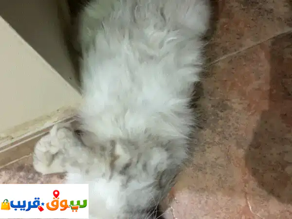 Cat with kittens
