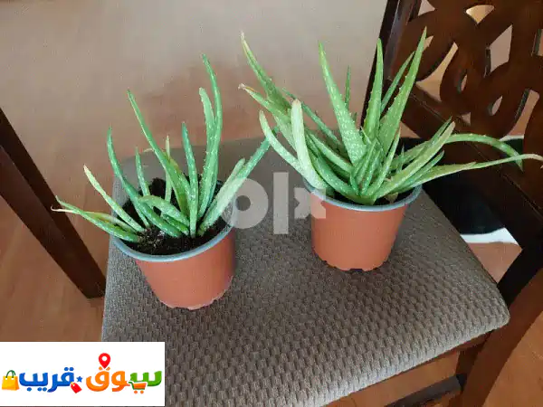 Aloevera plant  BD 1 each offer price