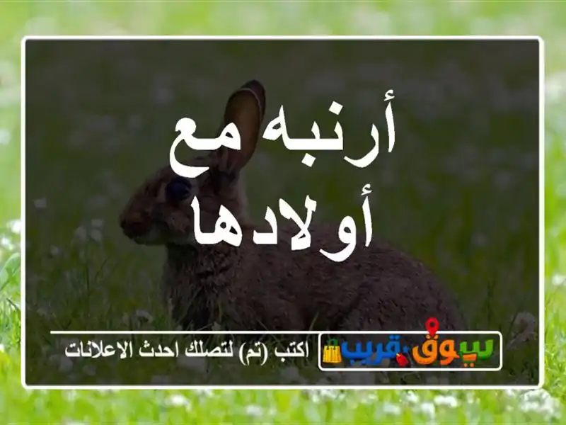 أرنبه مع أولادها