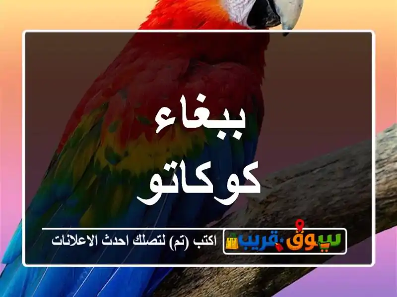 ببغاء كوكاتو