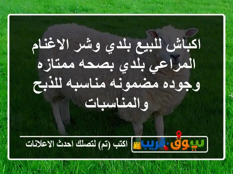 اكباش للبيع بلدي وشر الاغنام المراعي بلدي بصحه...