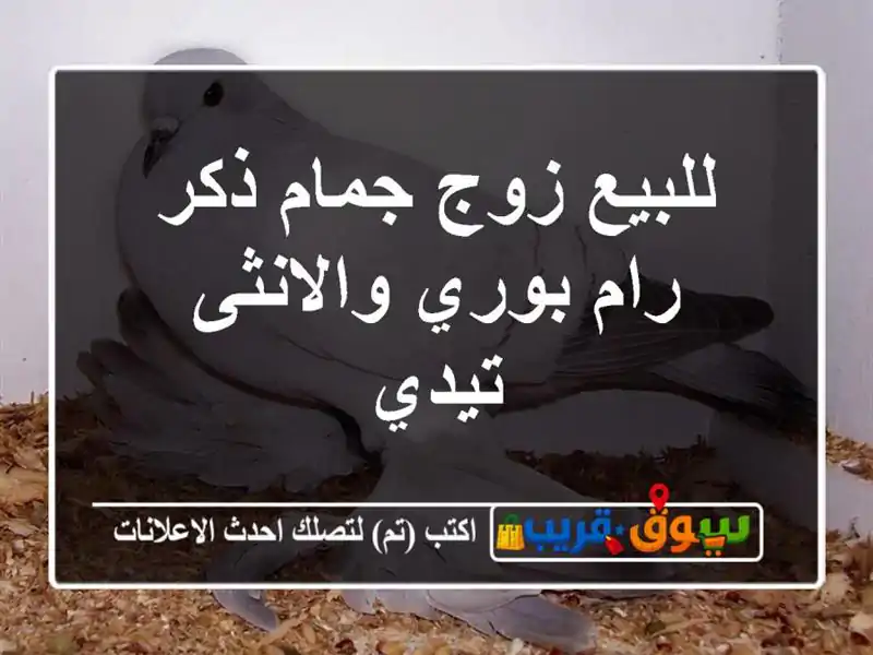 للبيع زوج جمام ذكر رام بوري والانثى تيدي