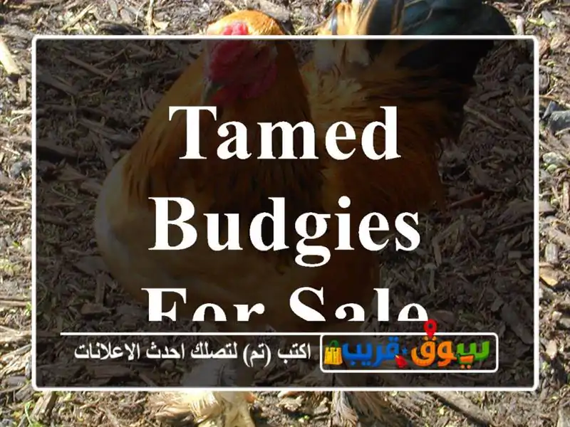 Tamed budgies for sale