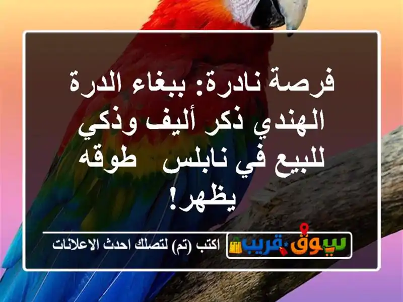 فرصة نادرة: ببغاء الدرة الهندي ذكر أليف وذكي للبيع...