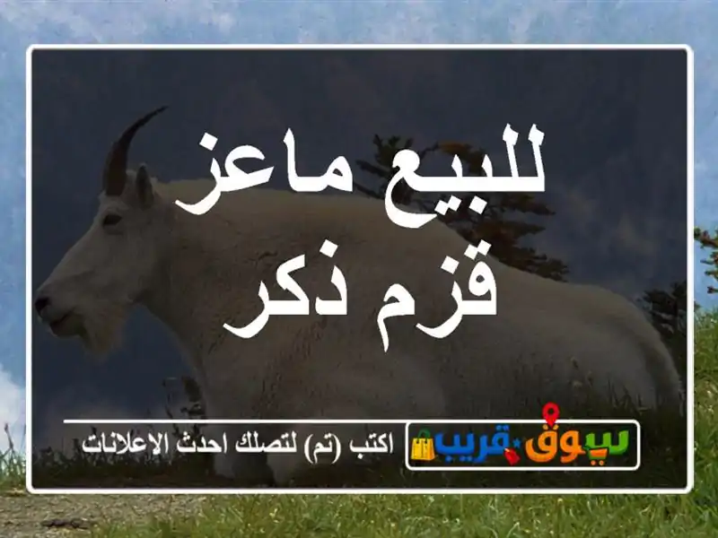 للبيع ماعز قزم ذكر