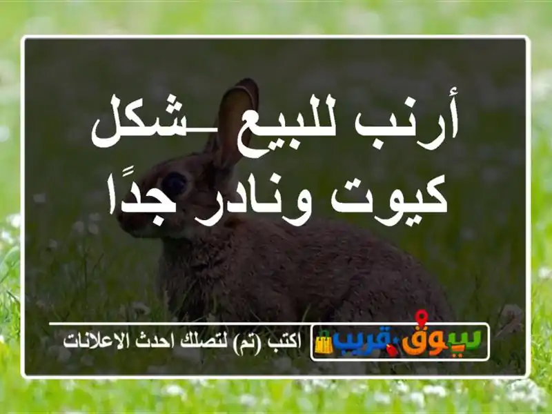 أرنب للبيع – شكل كيوت ونادر جدًا
