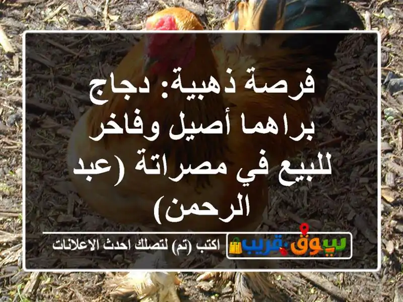 فرصة ذهبية: دجاج براهما أصيل وفاخر للبيع في مصراتة...