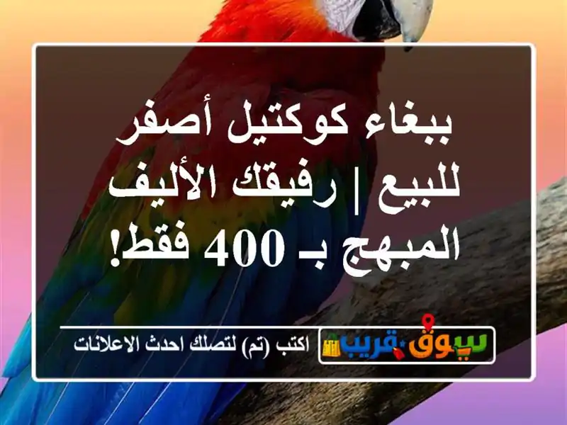 ببغاء كوكتيل أصفر للبيع | رفيقك الأليف المبهج بـ 400 فقط!