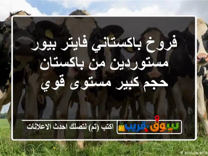 فروخ باكستاني فايتر بيور مستوردين من باكستان حجم...
